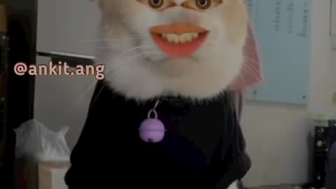 Bagad Billa Funny cat video ❤️ tranding video most popular cat video