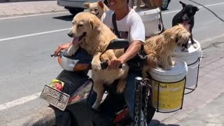 Scooter Carries K9 Passengers