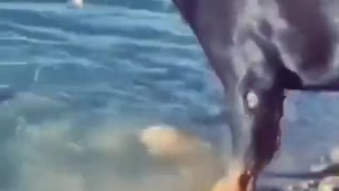 Rottweiler dog attacking fish aggressive mood whatshapp status) short video