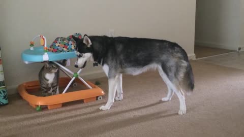 Cat Enjoys Her Game Of Troubling A Nice Husky