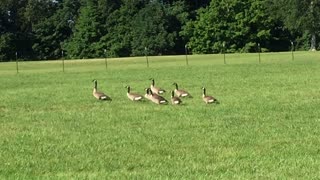 Geese on the farm