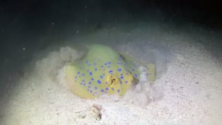 Red Sea scuba diving at night