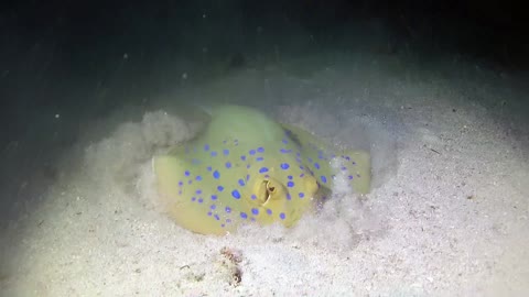 Red Sea scuba diving at night