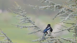 Beautiful Nature & Birds 01