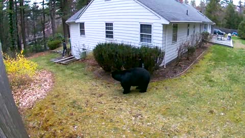 Bear wants to visit his neighbours!