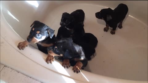 Orphan rescue puppies pre-showertime