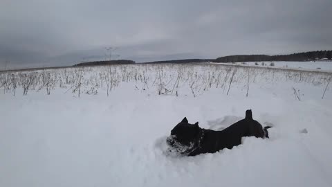 Cane corso Clyde plays in the snow | Funny dogs