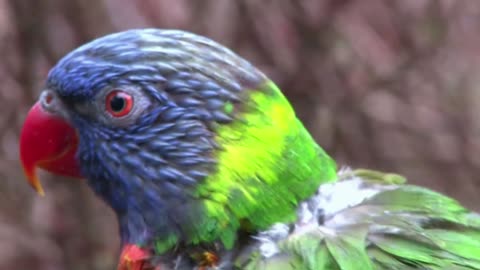 Parrot Flying Away