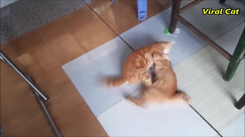 Cats fight and moving those two are bloody brother l vairl cat video