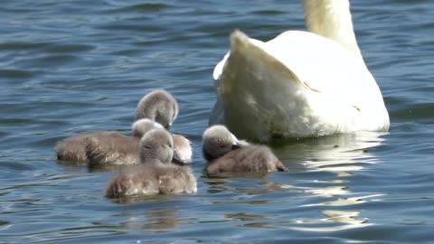 Swans and swans and babies.