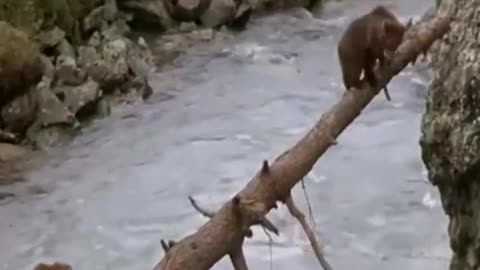 A young Bear Saving His Life From Puma
