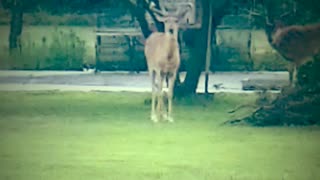 2 Deer