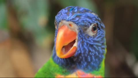 Beautiful parrot sing a nice song