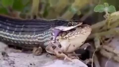 A snake trying to eat a live frog!!