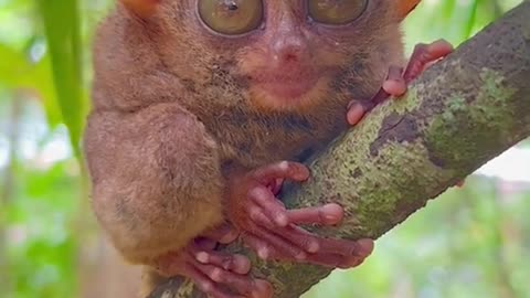 World's Smallest Primate