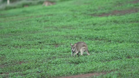 Wallaby grazing