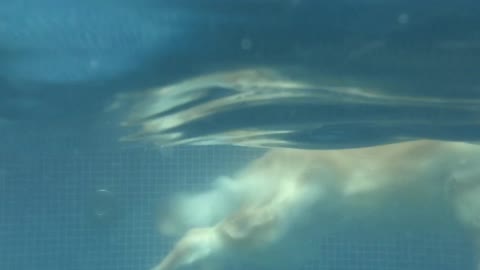 A dog swimming in the water