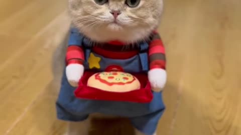 Pizza service - Don't forget to tip me 🐱