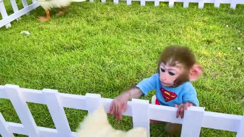 Monkey Baby Bon Bon and puppy drive a car to harvest fruit and play with duck on the farm