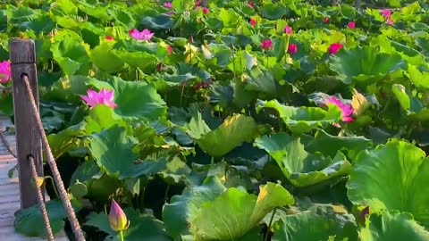 There is a kind of flower called lotus