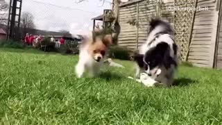 Small fluffy brown and white puppy runs at camera