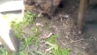 Cute cat eating