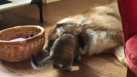 Playful Kitten Pesters Patient Pup