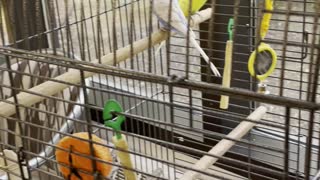 A pair of cute canaries in a cage