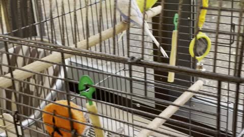 A pair of cute canaries in a cage