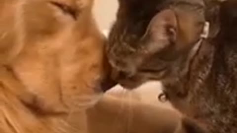 Cat and dog plays together