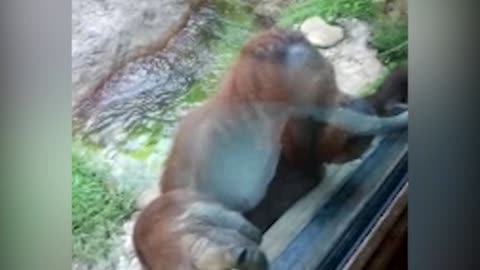 Curious Orangutan Asks To Peak Inside Visitor's Backpack