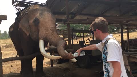 Elephant uses water bottle to take a bath