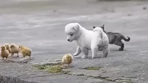 Cute puppy playing with chikens