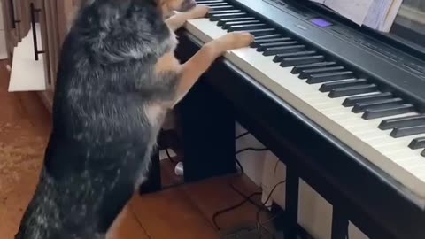 Pup Is A Piano Prodigy