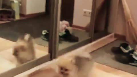 dog vs mirror funny prank