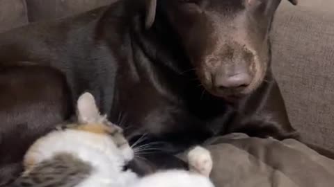 Dark labra dog vs cat videos #Dog #Cat #Play #Funny