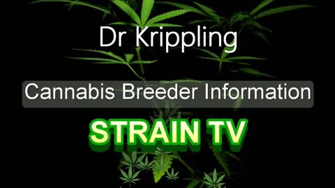 Dr Krippling - Cannabis Strain Series - STRAIN TV