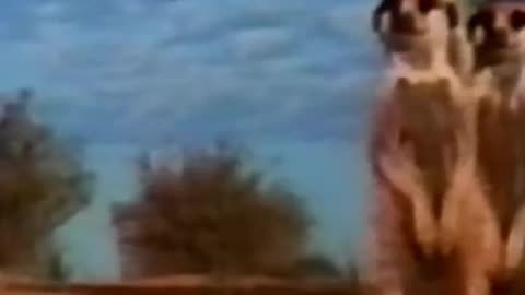Kalahari Meerkats