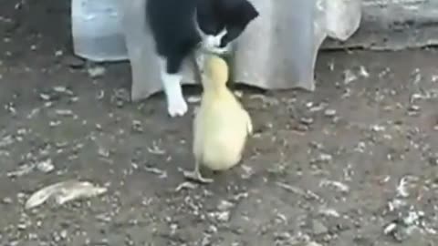 an amazing friendship of little duck and cute kitten