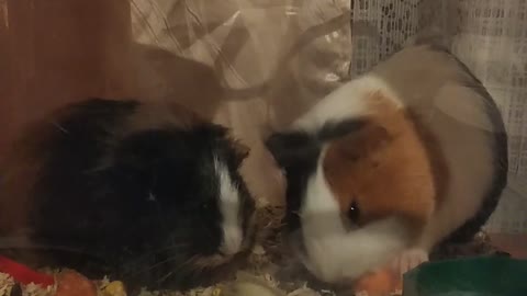 guinea pig eats carrots with her baby