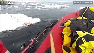 Pinguim pula dentro de barco para dizer "olá"