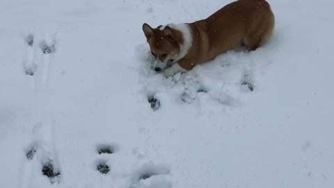 Corgi loves to attack snowballs!