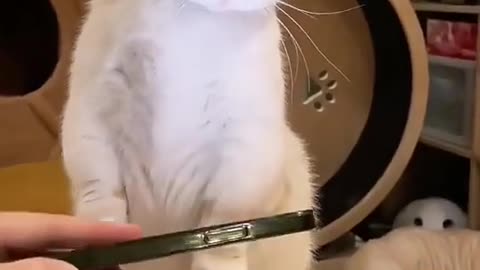 Funny cat playing video