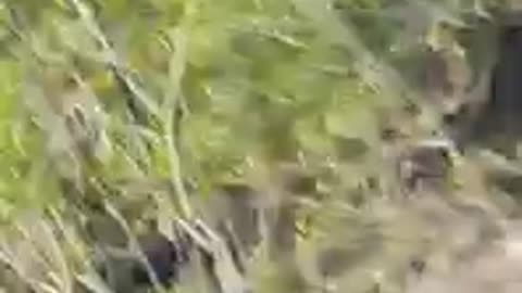 Bengal tiger video