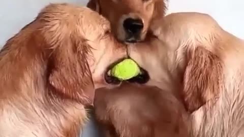 2 dogs fighting for a ball