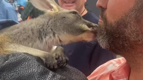 Donald Trump Jr. gets kisses from a Baby Kangaroo!