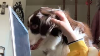 Australian Shepherd Wants All the Attention