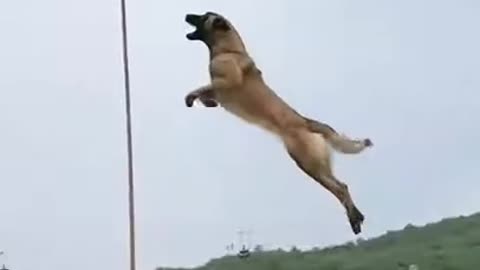 Dog That Fly Malinols & Alsation Dogs Show Their Jumping #shorts