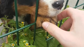 Puppy Pauses for Scratch on the Nose