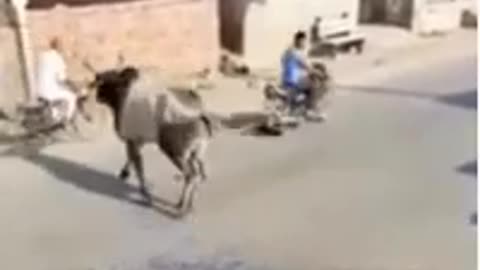 Cow/ Bull Fight Funny Clip